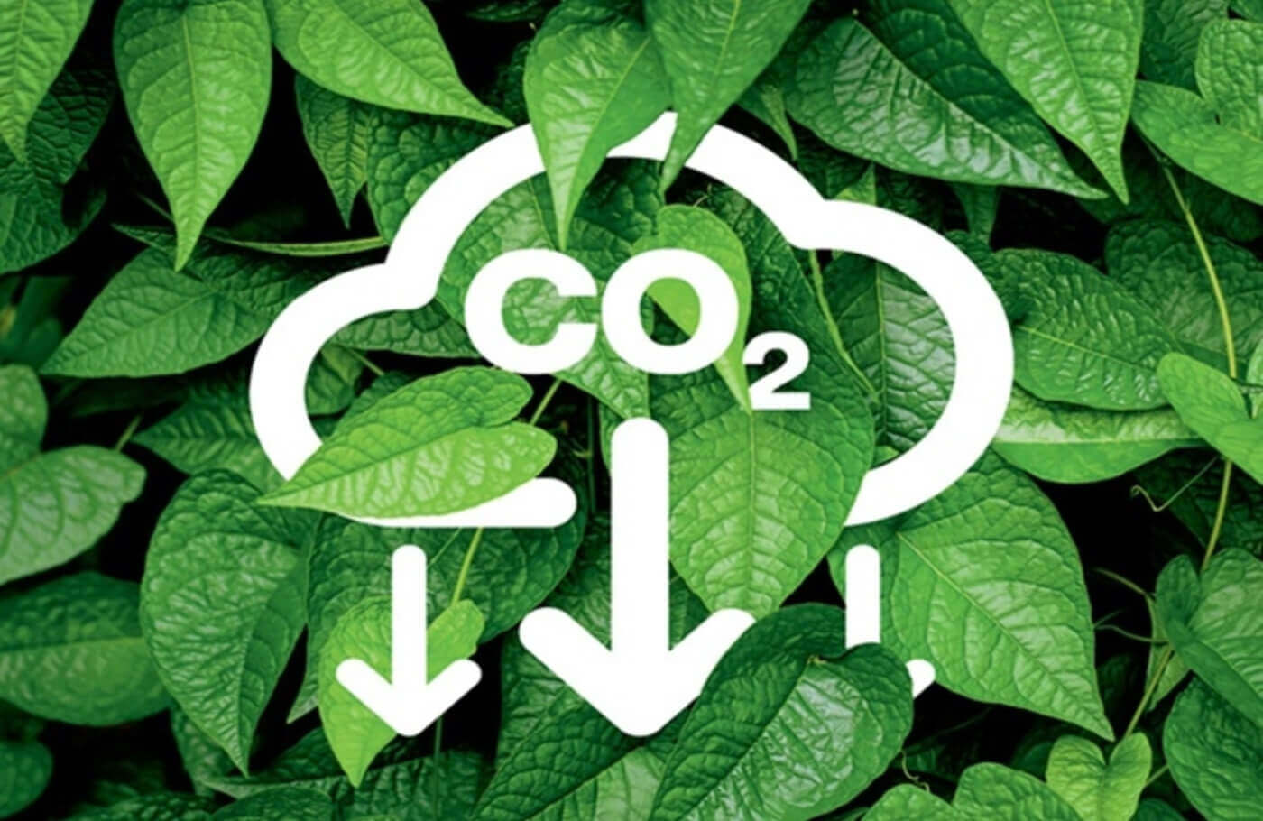 Tín chỉ CO2